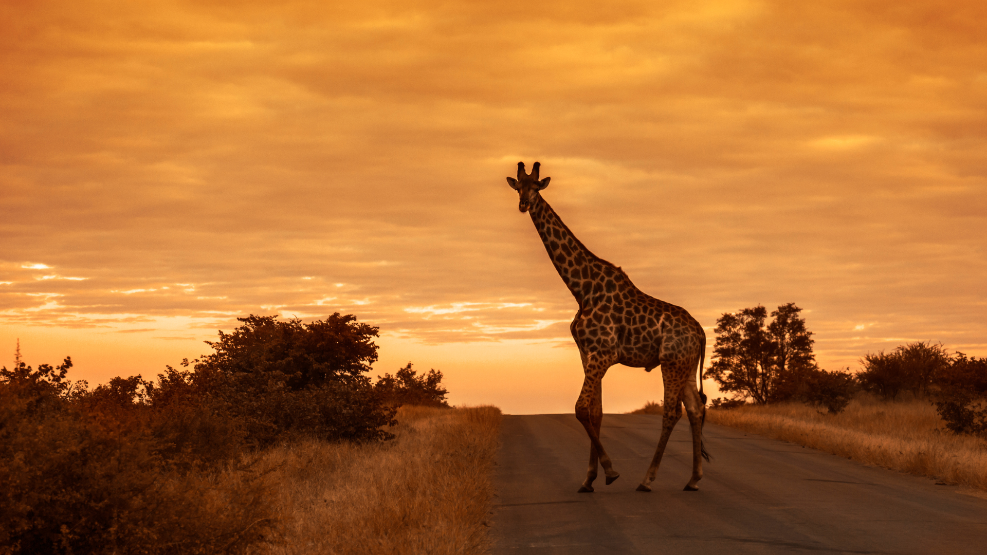 África do Sul e Tanzânia