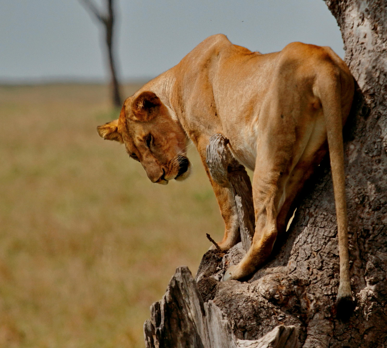 Road Trip e Voluntariado