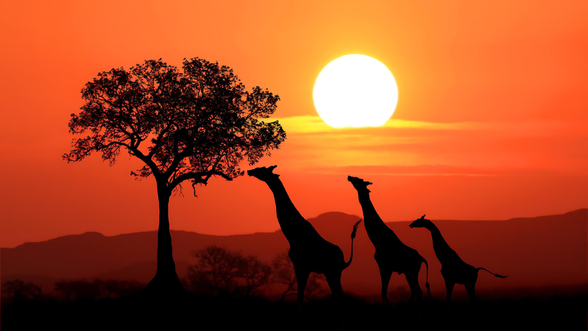 <img src="path/to/image.jpg" alt="Girafas se alimentando ao pôr do sol na savana africana" class="image-class" title="Pôr do Sol com Girafas">